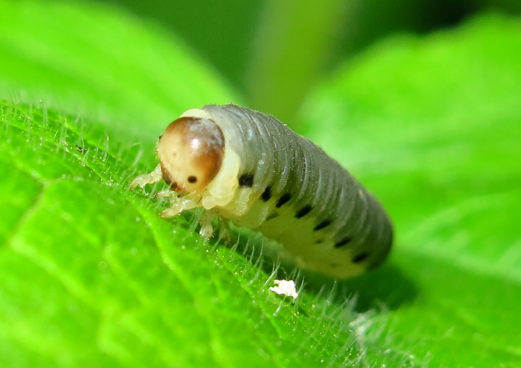 Larva di Tenthredinidae