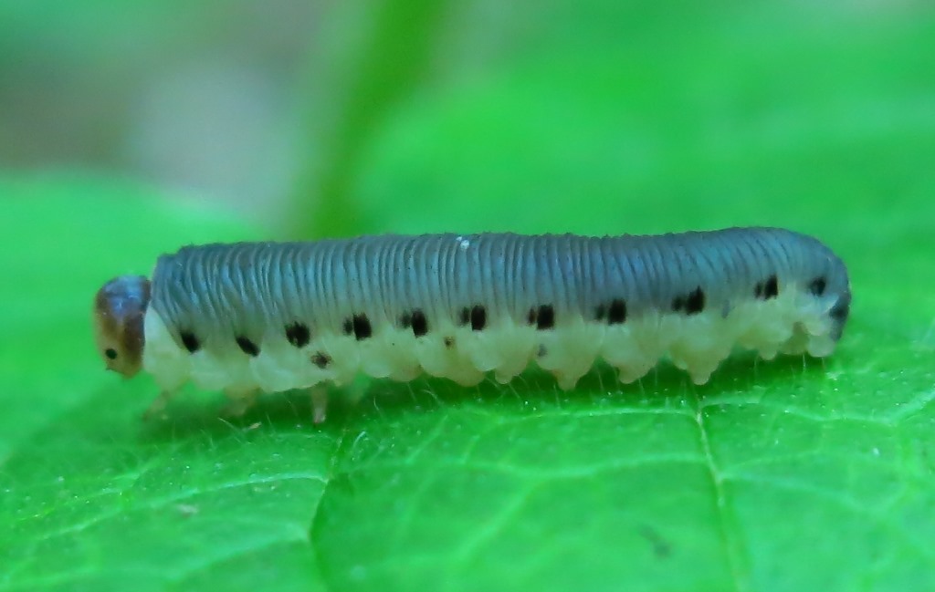 Larva di Tenthredinidae