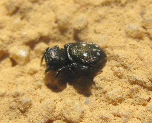 Salticidae da determinare ?