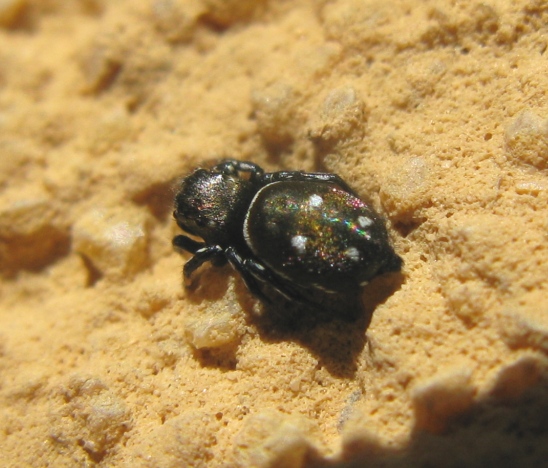 Salticidae da determinare ?