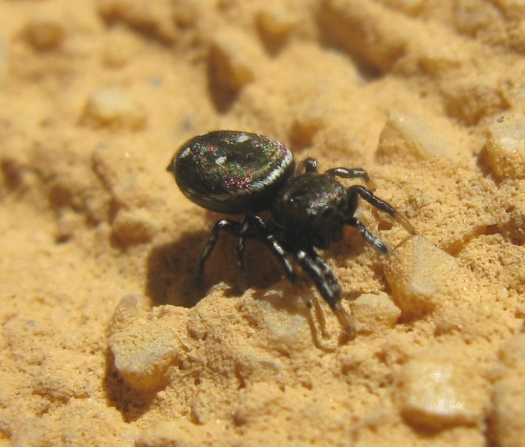 Salticidae da determinare ?