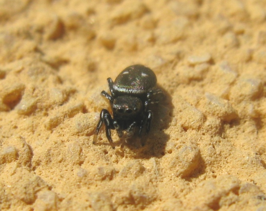 Salticidae da determinare ?