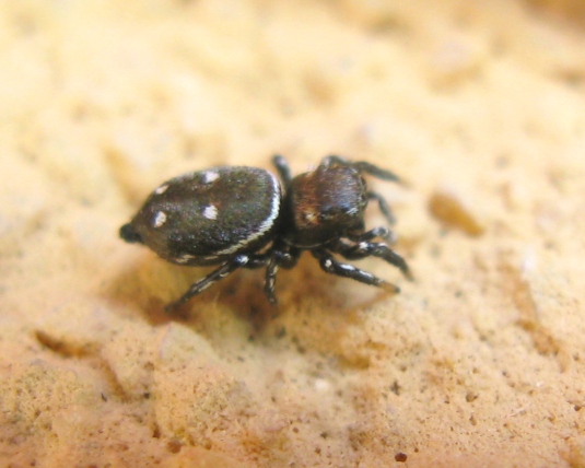 Salticidae da determinare ?