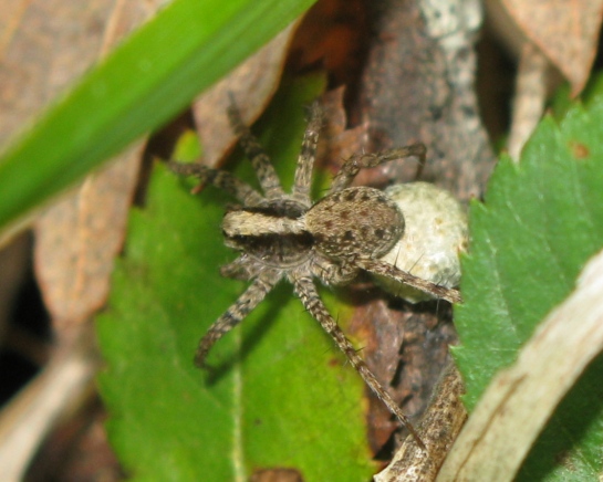 Pardosa lugubris s. l. - Acquapendente (VT)