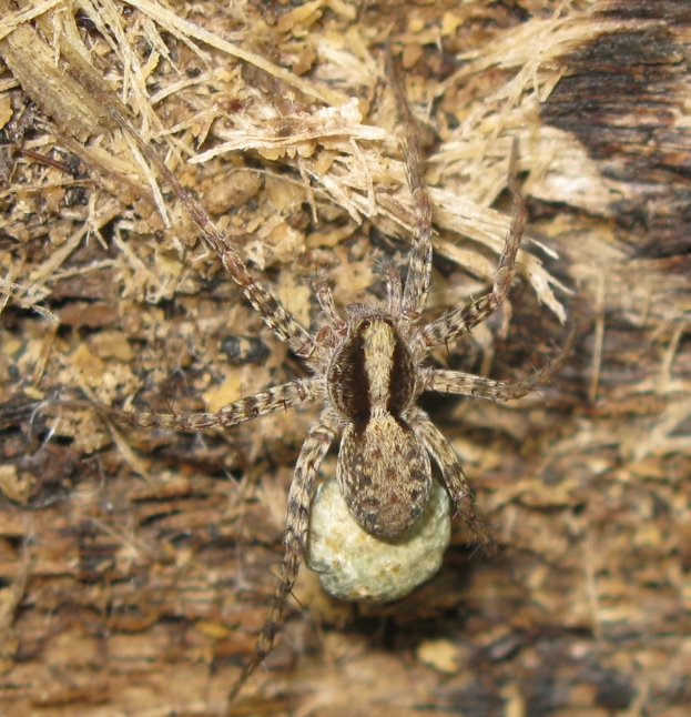 Pardosa lugubris s. l. - Acquapendente (VT)