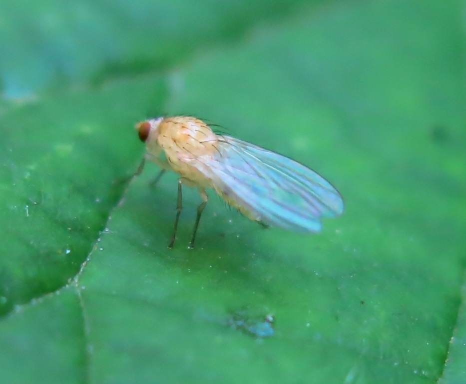Lauxaniidae - Meiosimyza (= Lyciella) sp.