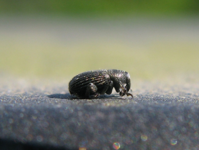 Curculionidae - Anthonomus rubi ? no, Rhinusa sp.