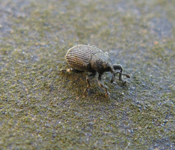 Curculionidae - Anthonomus rubi ? no, Rhinusa sp.