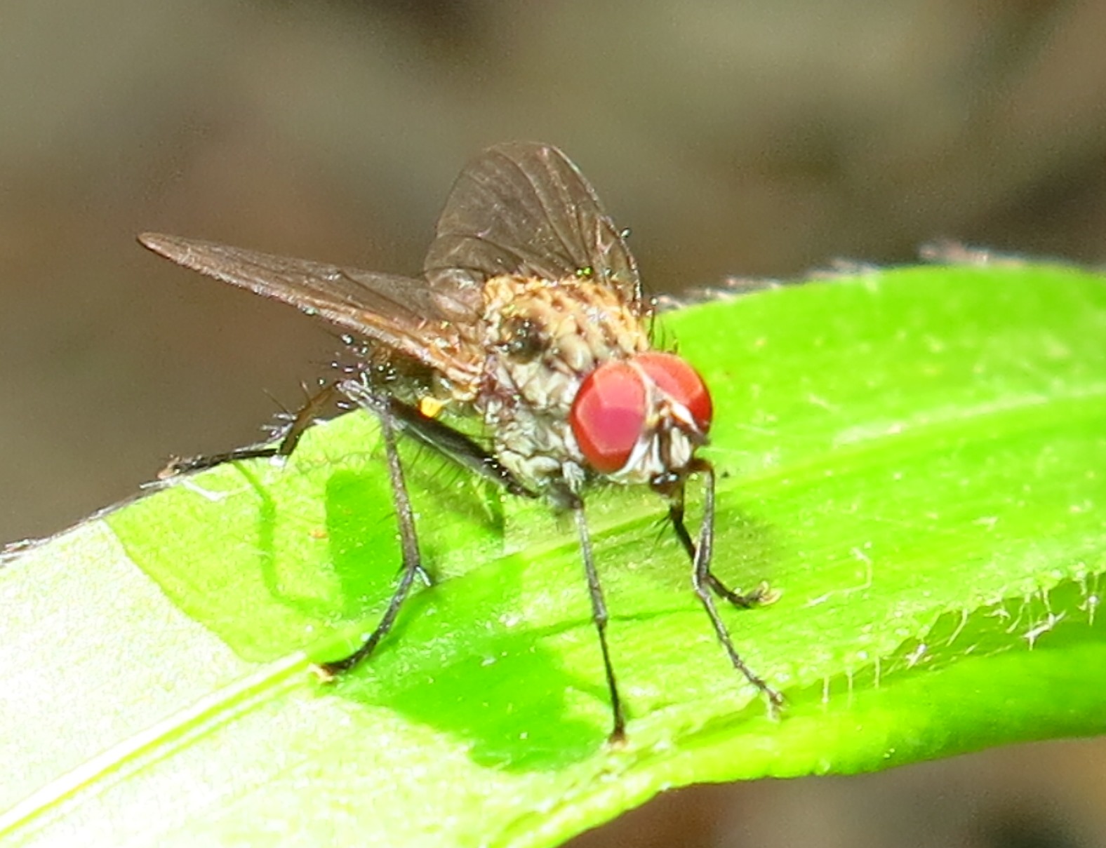 Anthomyiidae - Hylemya vagans