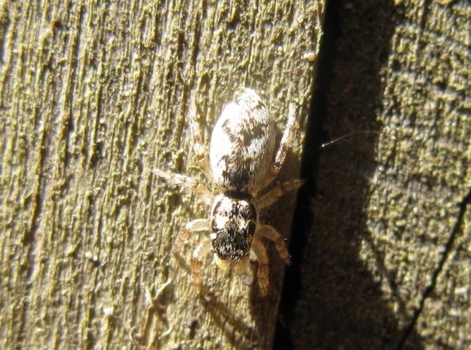 Salticus cf. zebraneus - Acquapendente (VT)