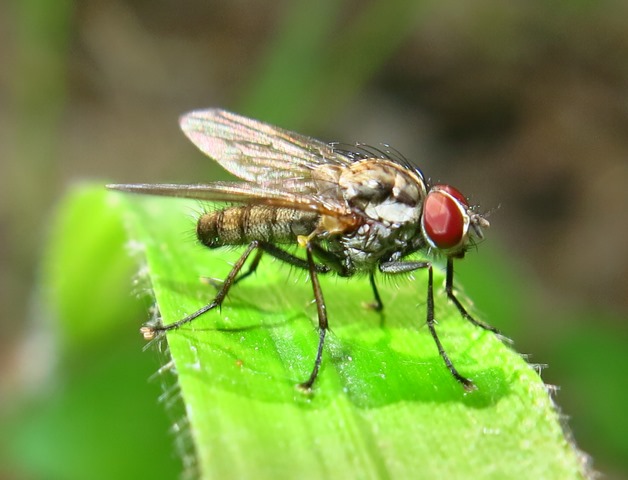 Anthomyiidae - Hylemya vagans