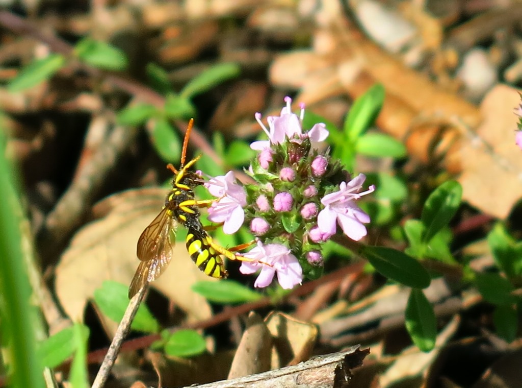 Nomada sp., Apidae