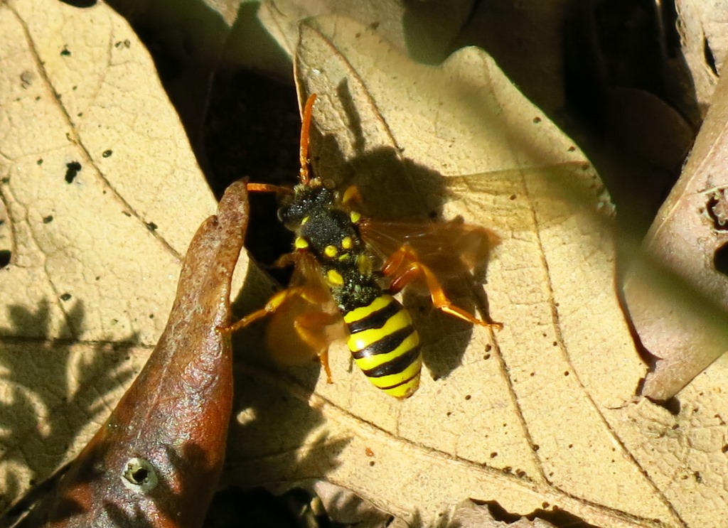 Nomada sp., Apidae