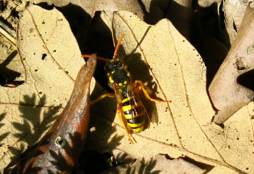 Nomada sp., Apidae