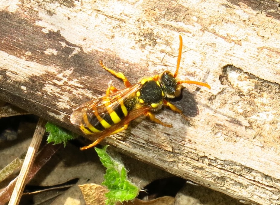 Nomada sp., Apidae