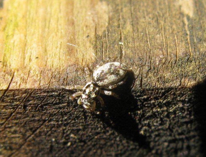 Salticus cf. zebraneus - Acquapendente (VT)