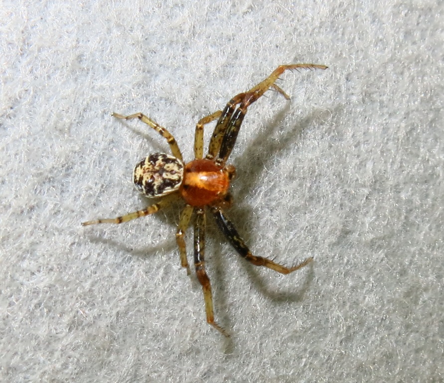 Xysticus lanio - Acquapendente (VT)