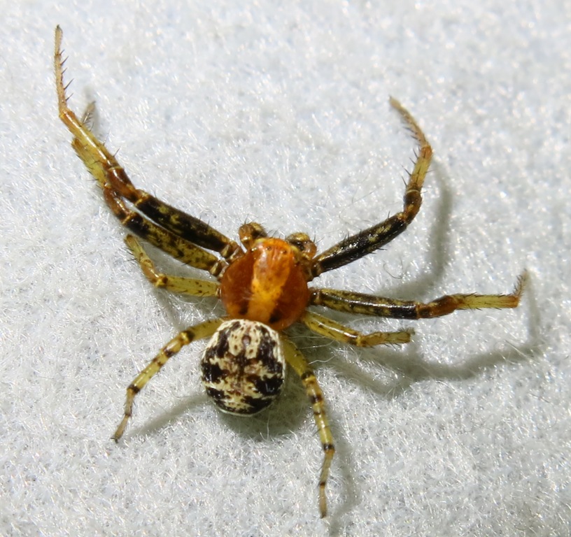 Xysticus lanio - Acquapendente (VT)