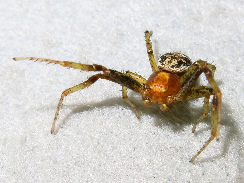 Xysticus lanio - Acquapendente (VT)