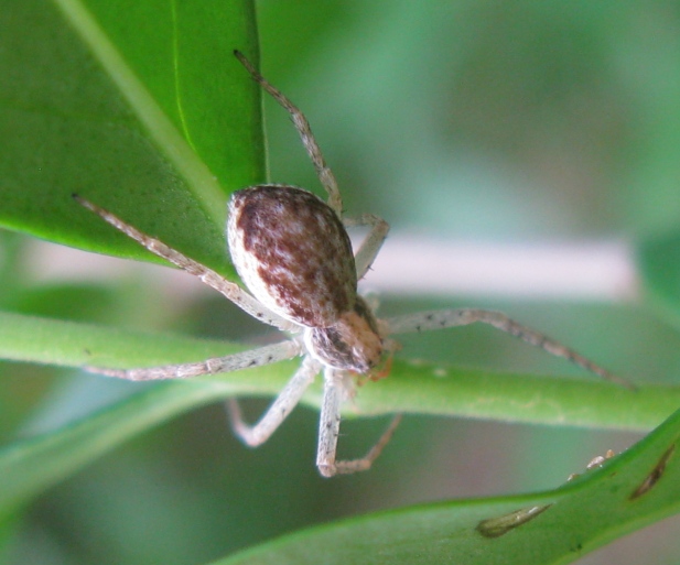 Philodromus dispar - Acquapendente (VT)