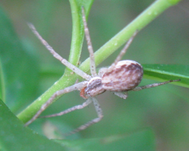 Philodromus dispar - Acquapendente (VT)