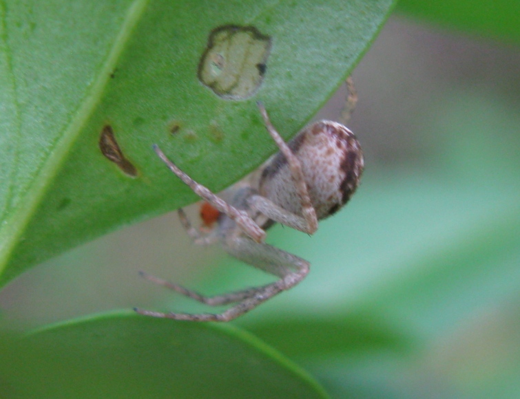 Philodromus dispar - Acquapendente (VT)