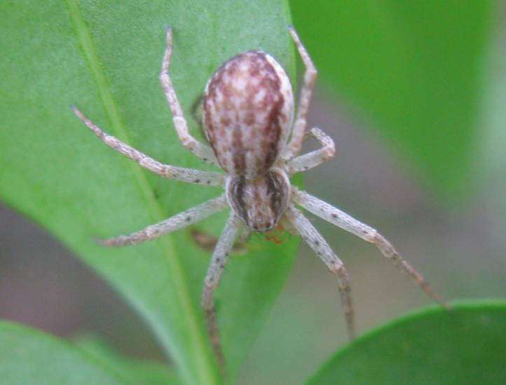 Philodromus dispar - Acquapendente (VT)