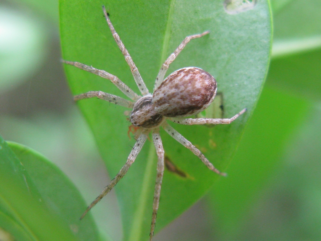 Philodromus dispar - Acquapendente (VT)