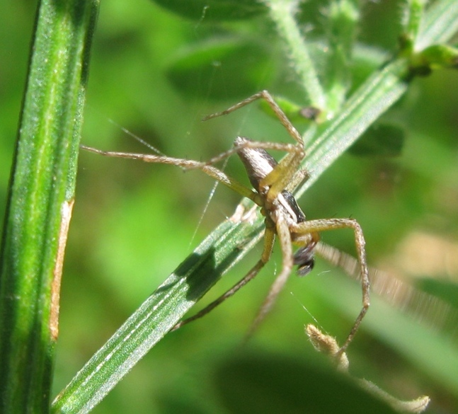 Philodromus dispar - Acquapendente (VT)