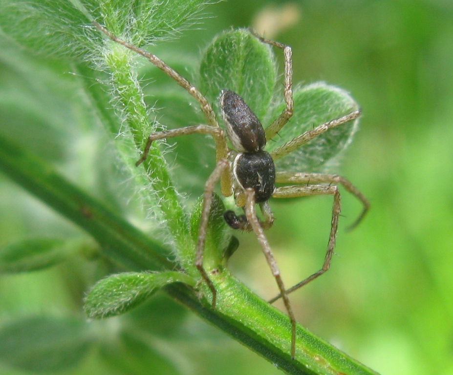 Philodromus dispar - Acquapendente (VT)