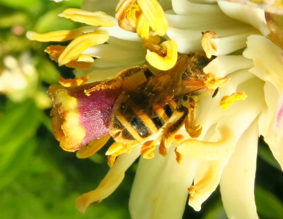 Halictus cfr. scabiosae (Apidae Halictinae)