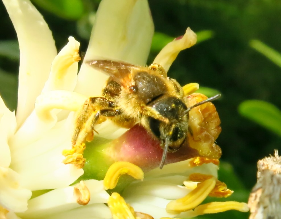 Halictus cfr. scabiosae (Apidae Halictinae)