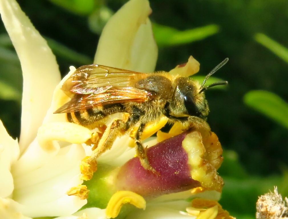 Halictus cfr. scabiosae (Apidae Halictinae)