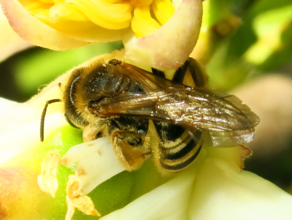 Halictus cfr. scabiosae (Apidae Halictinae)