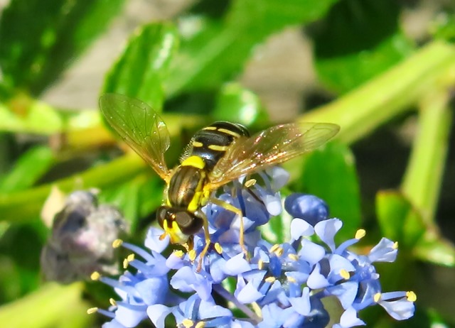 Sphaerophoria sp.