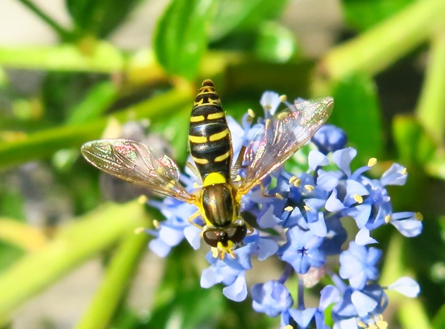 Sphaerophoria sp.