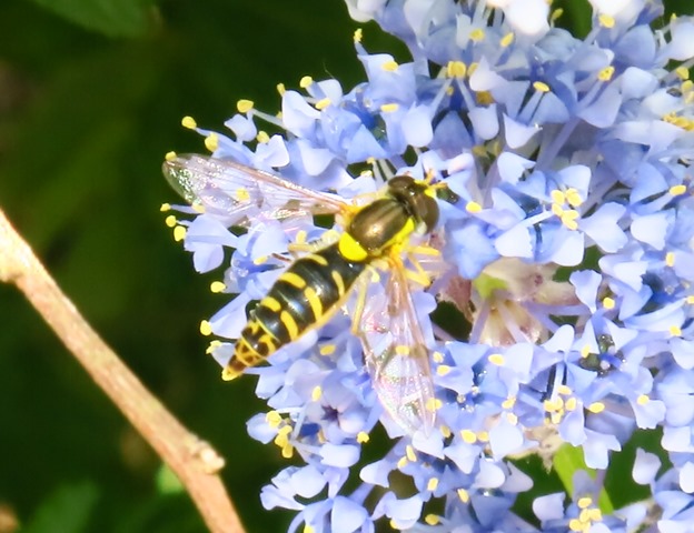 Sphaerophoria sp.