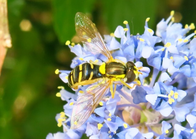 Sphaerophoria sp.