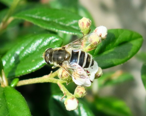 Syrphidae - Eristalis tenax???