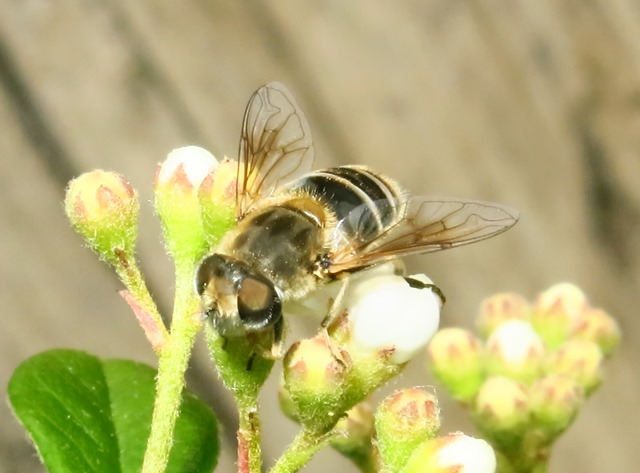 Syrphidae - Eristalis tenax???