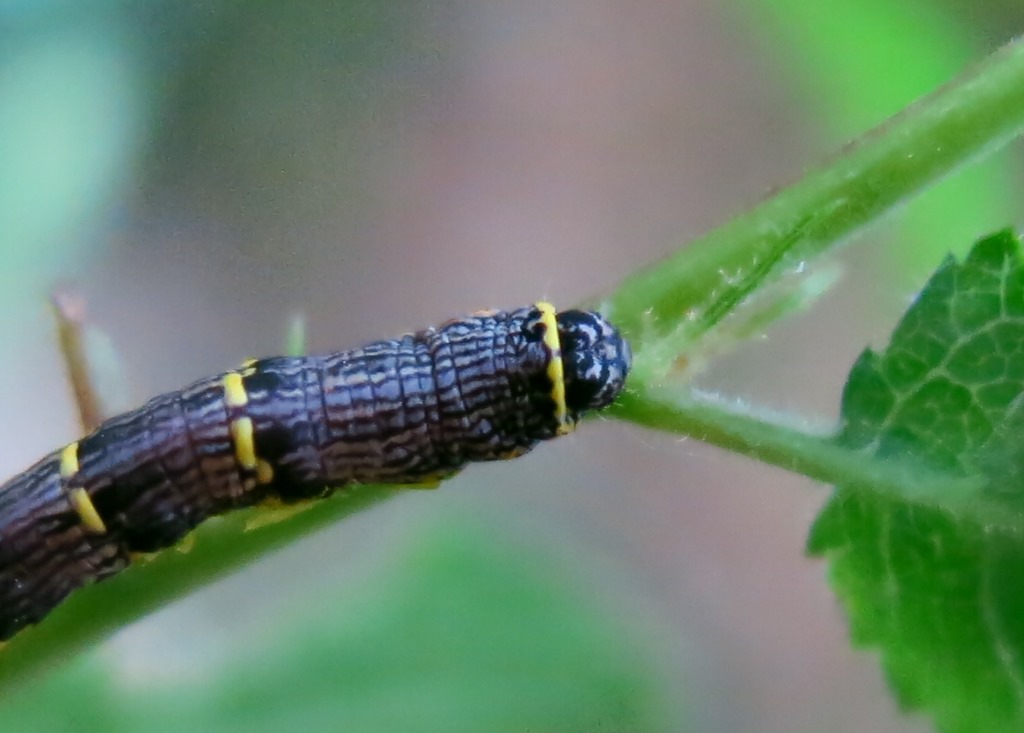 Bruco di Lycia da determinare - Lycia hirtaria