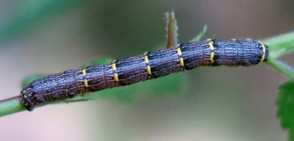 Bruco di Lycia da determinare - Lycia hirtaria