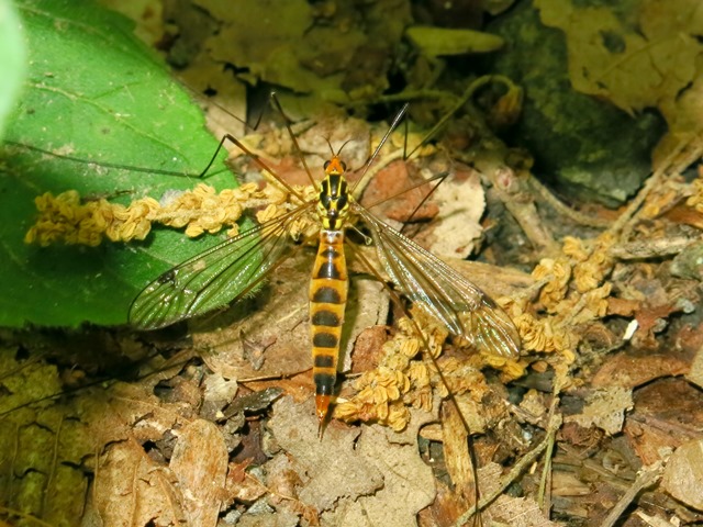 Tipulidae - Nephrotoma scalaris?