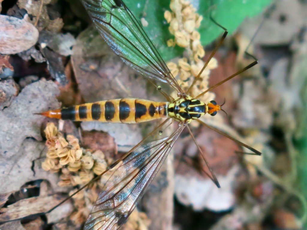 Nephrotoma da determinare 5: N. cf. flavipalpis femmina