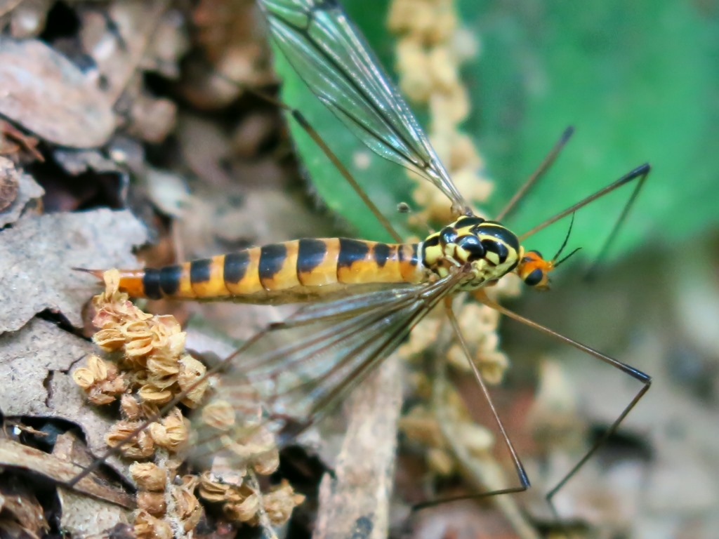 Nephrotoma da determinare 5: N. cf. flavipalpis femmina