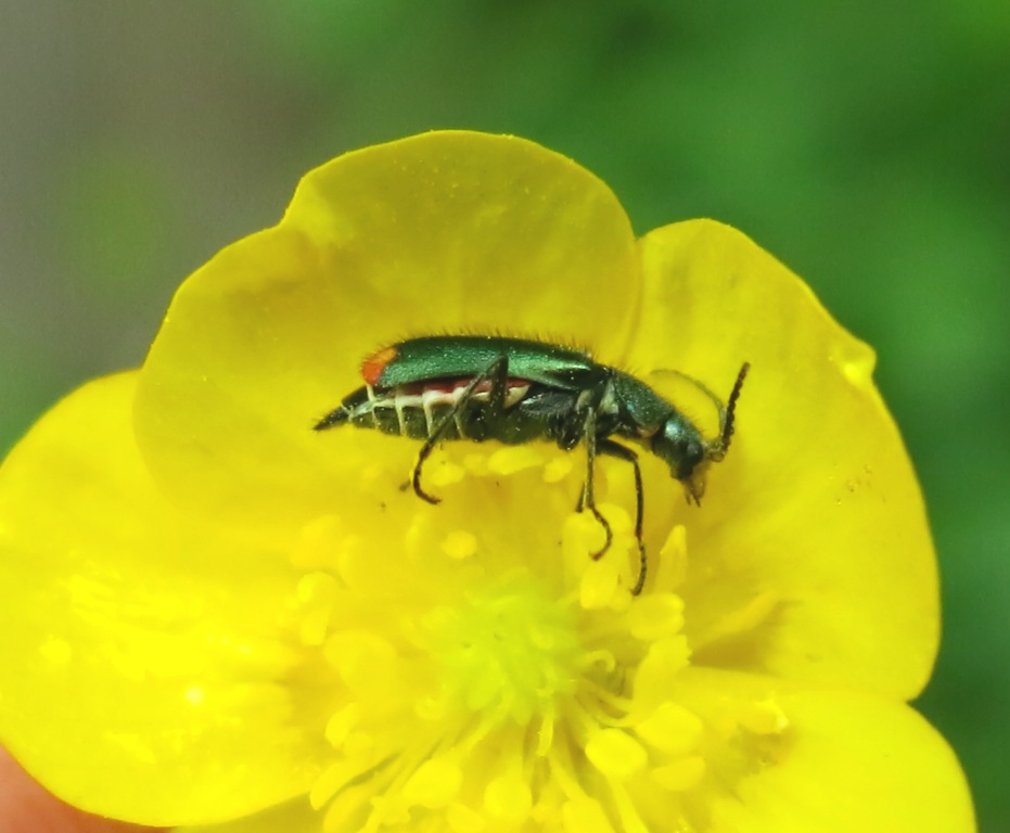 Malachiidae:  Malachius cfr. australis, femmina