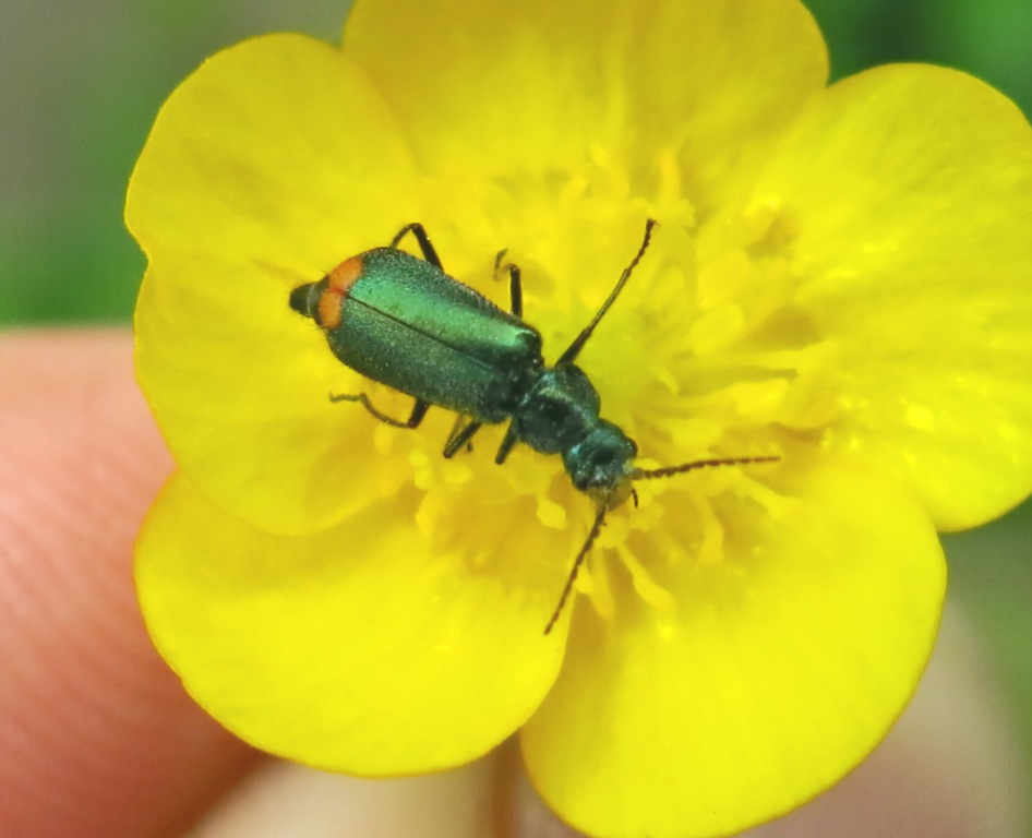 Malachiidae:  Malachius cfr. australis, femmina