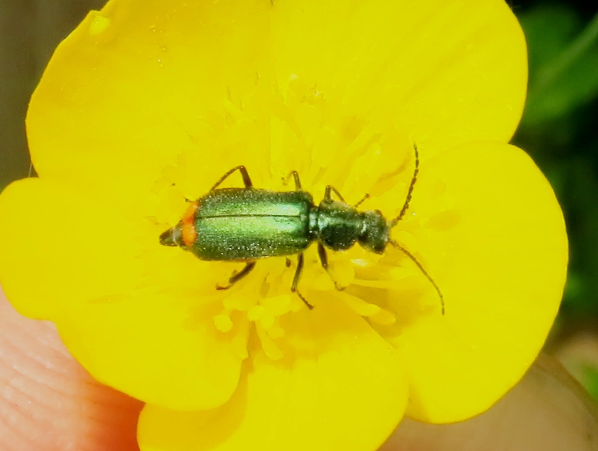 Malachiidae:  Malachius cfr. australis, femmina