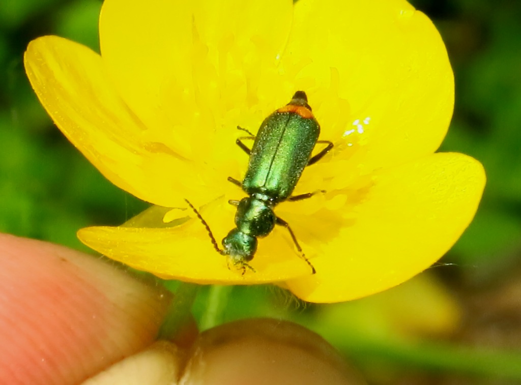 Malachiidae:  Malachius cfr. australis, femmina