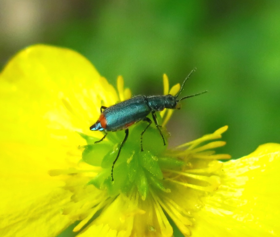 Malachiidae:  Malachius cfr. australis, femmina